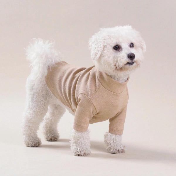 Dog 2024 in turtleneck