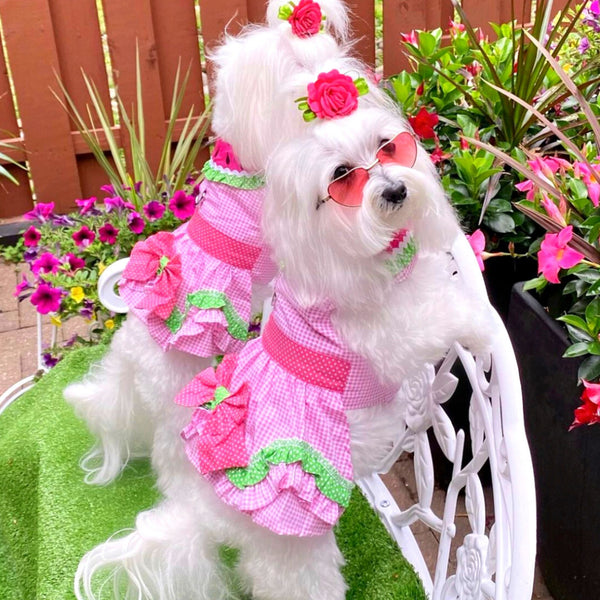 Watermelon Doggie Dress With Matching Leash