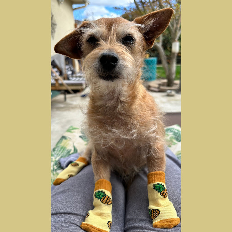 Matching Socks Set For Pet Lovers and Pets