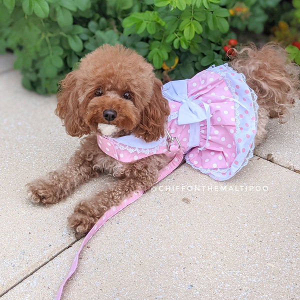 Polka Dot & Lace Pink Dog Harness Dress With Matching Leash